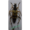 Rutpela maculata (Poda, 1761) Węglarek mniejszy, w. głogowy